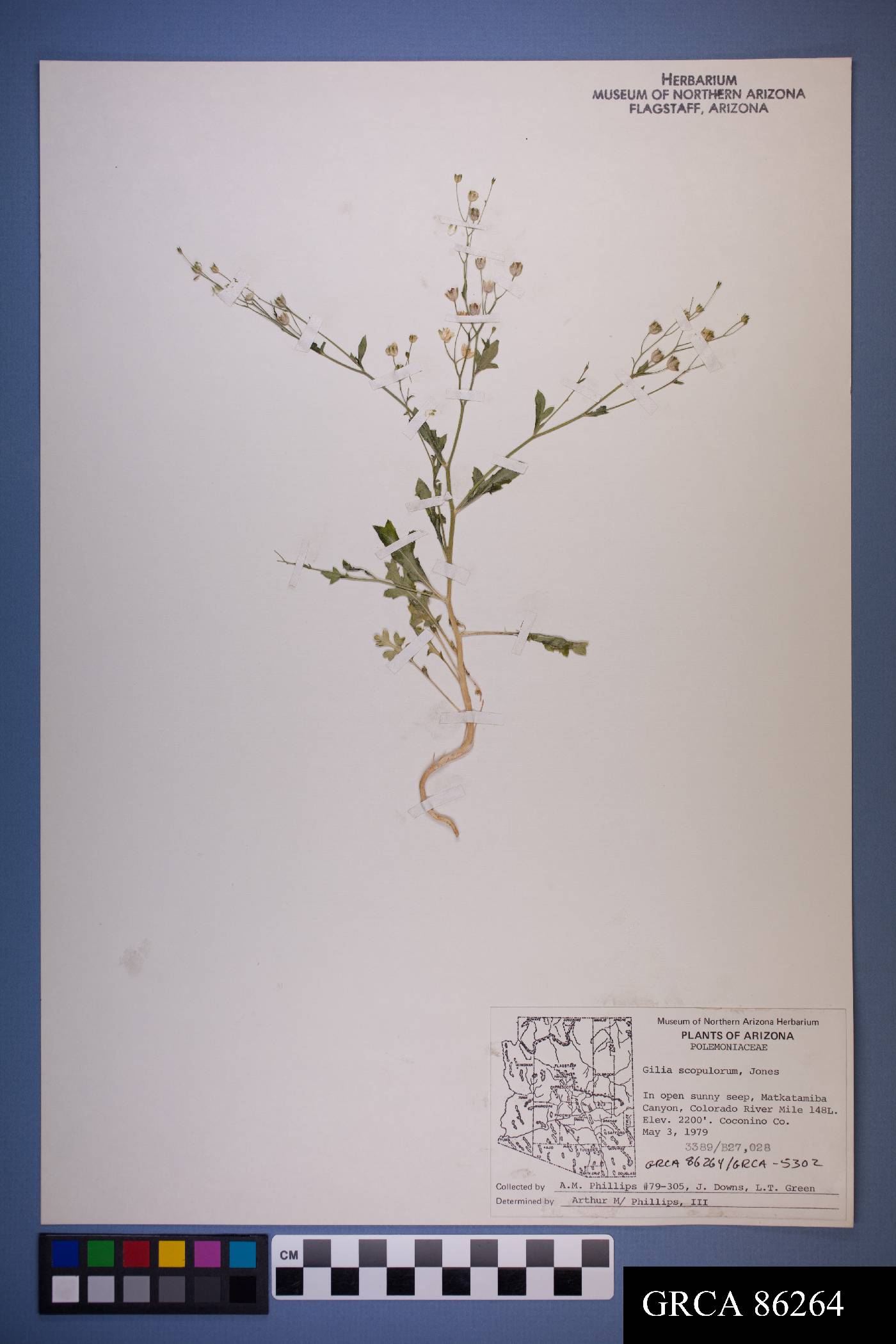 Gilia scopulorum image